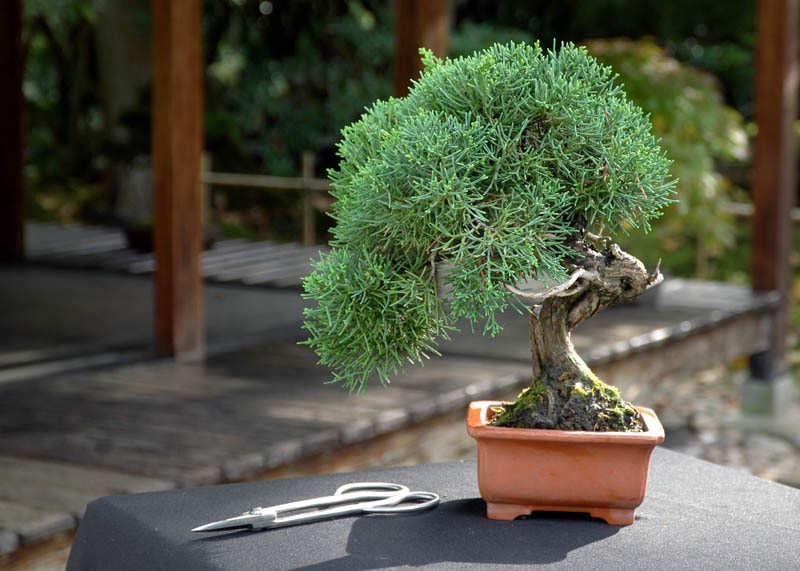Bonsai Therapy